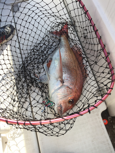 タイの釣果