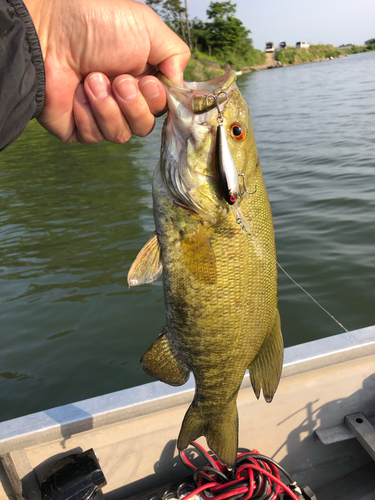 スモールマウスバスの釣果