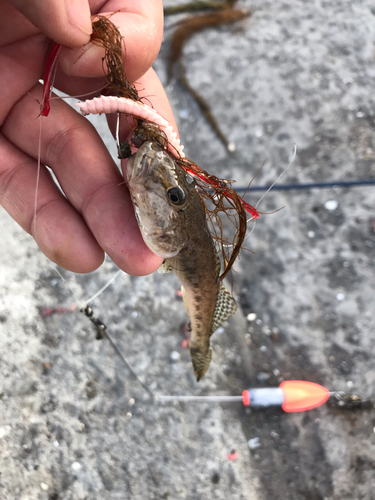 ハゼの釣果