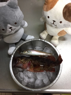 カサゴの釣果