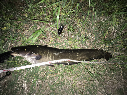 ナマズの釣果