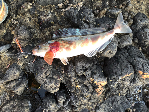 ホッケの釣果