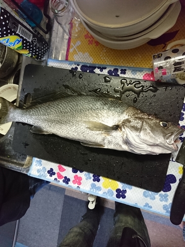 ニベの釣果