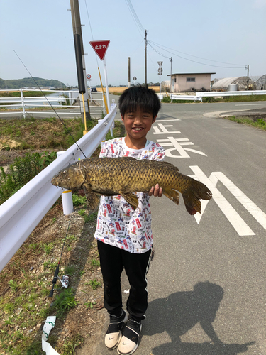 コイの釣果