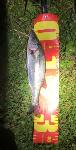 セイゴ（マルスズキ）の釣果