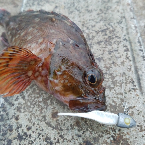 カサゴの釣果