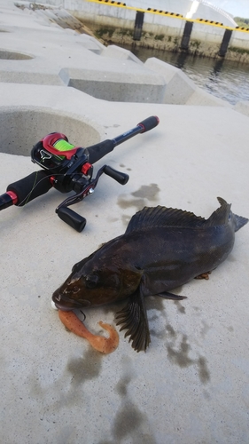 アイナメの釣果