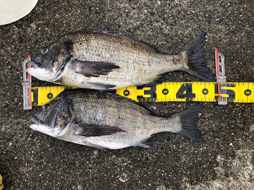 クロダイの釣果