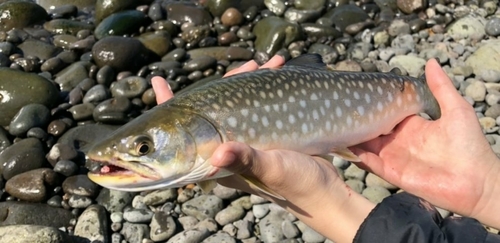 アメマスの釣果