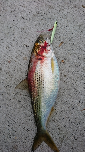 コノシロの釣果