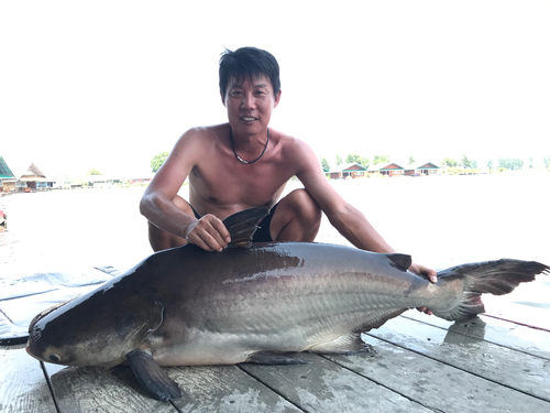 メコンオオナマズの釣果