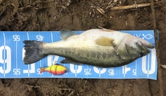 ラージマウスバスの釣果