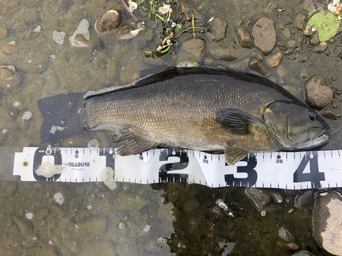 スモールマウスバスの釣果