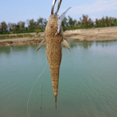 コチの釣果