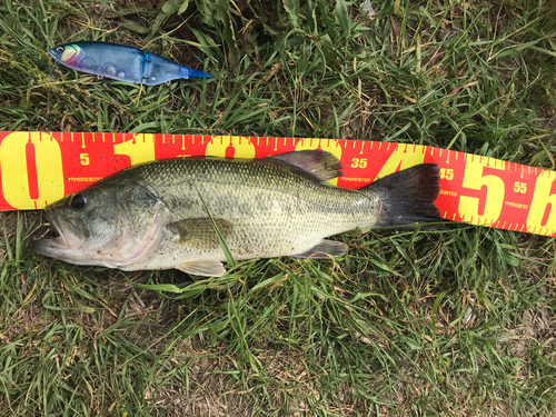 ブラックバスの釣果