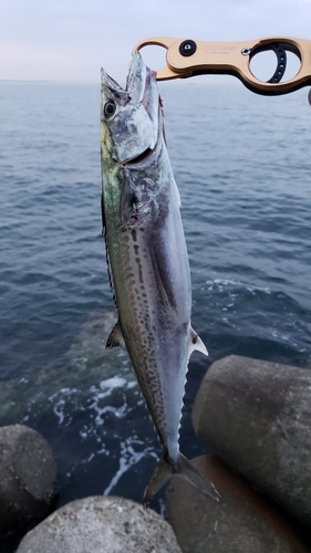 サゴシの釣果