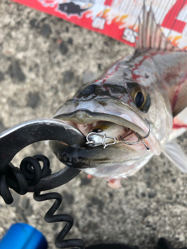 シーバスの釣果