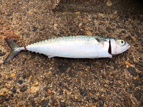 サバの釣果