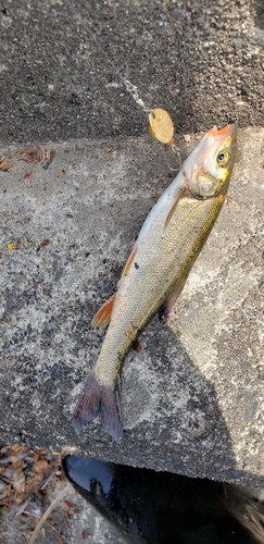 ウグイの釣果