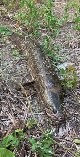 ライギョの釣果