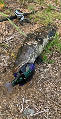 ライギョの釣果