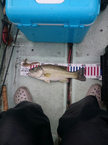 ブラックバスの釣果