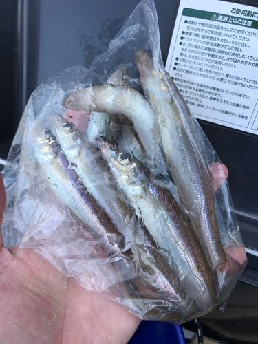 キスの釣果