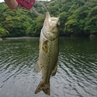 信楽狸の釣果