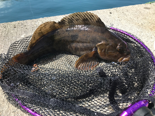 アイナメの釣果