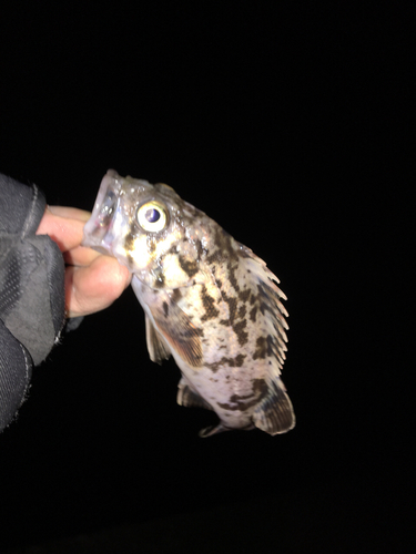 クロソイの釣果