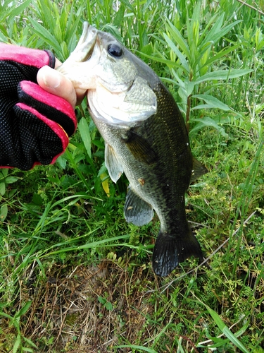 ブラックバスの釣果