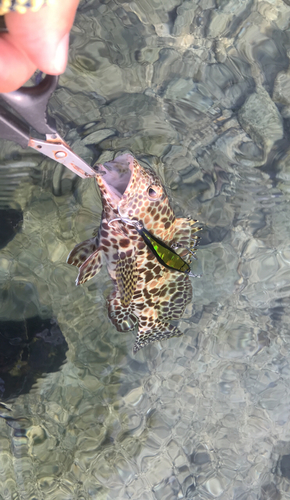 イシミーバイの釣果