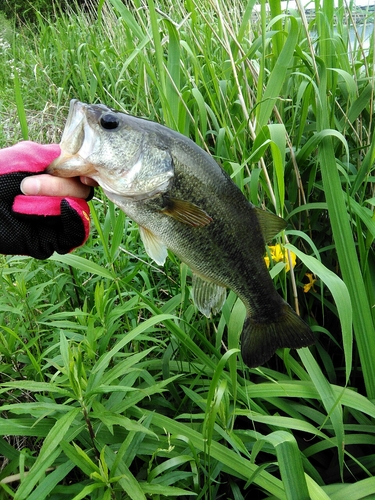 ブラックバスの釣果