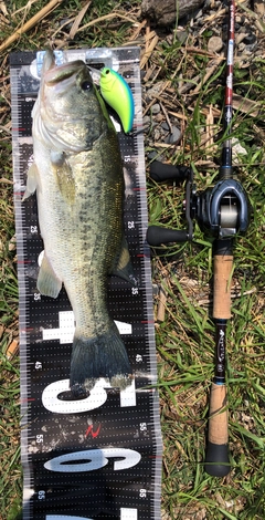 ブラックバスの釣果