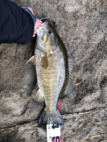 スモールマウスバスの釣果