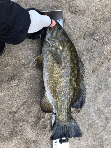 スモールマウスバスの釣果