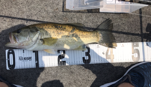 ブラックバスの釣果