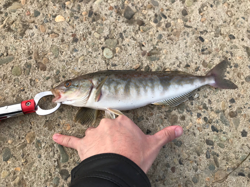 ホッケの釣果