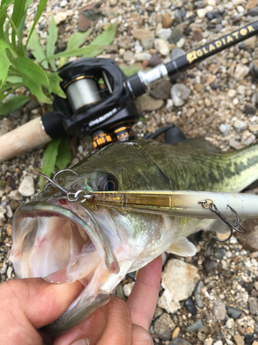 ブラックバスの釣果