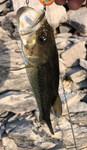 ブラックバスの釣果