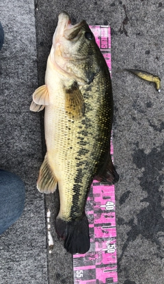 ブラックバスの釣果