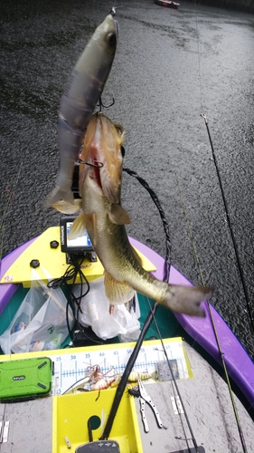 ブラックバスの釣果