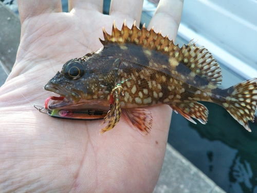 アラカブの釣果