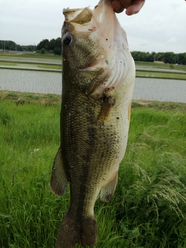 ラージマウスバスの釣果