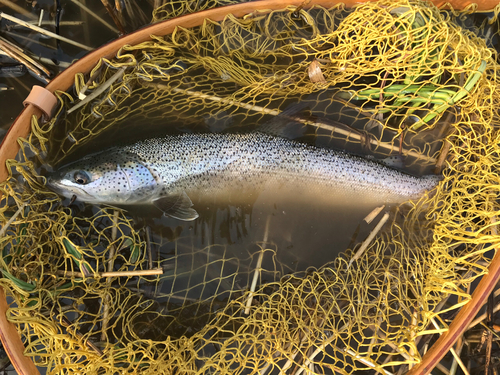 イトウの釣果