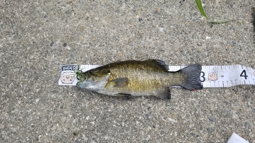 スモールマウスバスの釣果