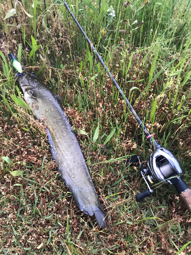 ナマズの釣果