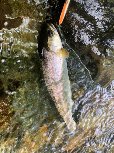 ヤマメの釣果