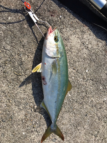 ツバスの釣果