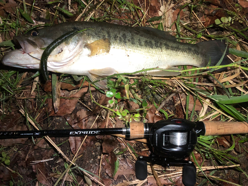 ブラックバスの釣果